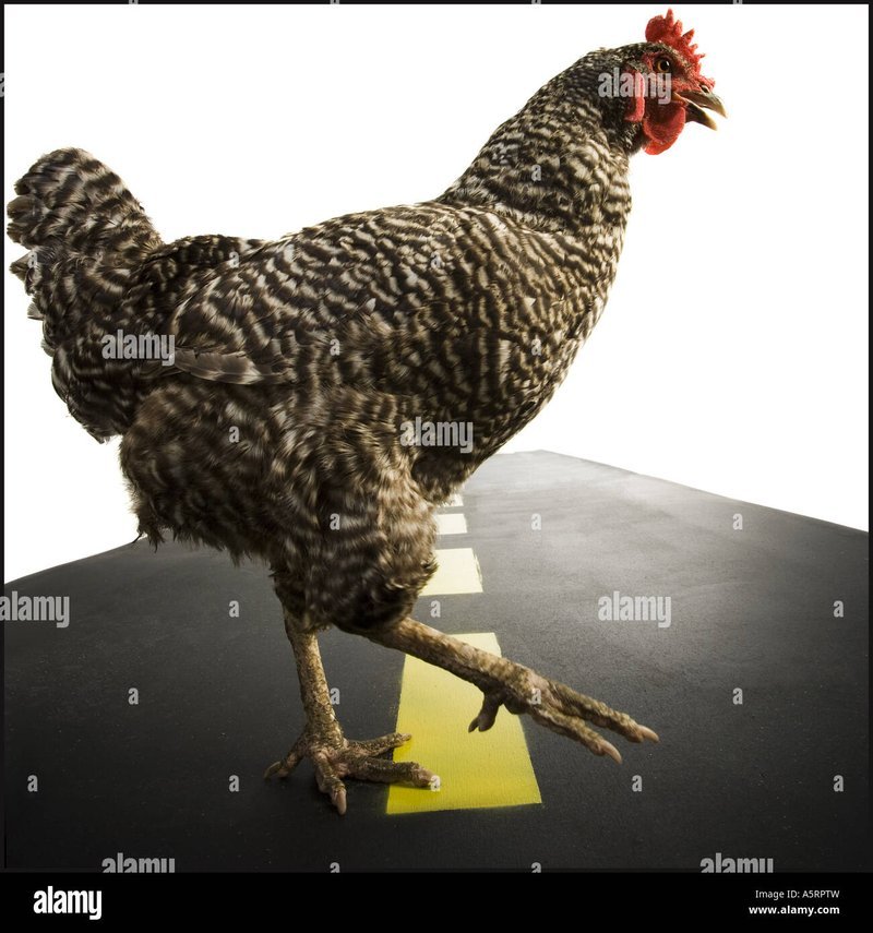 De Volledige Gids voor Chicken Road: Online Spel Op InternetCasino's - overview