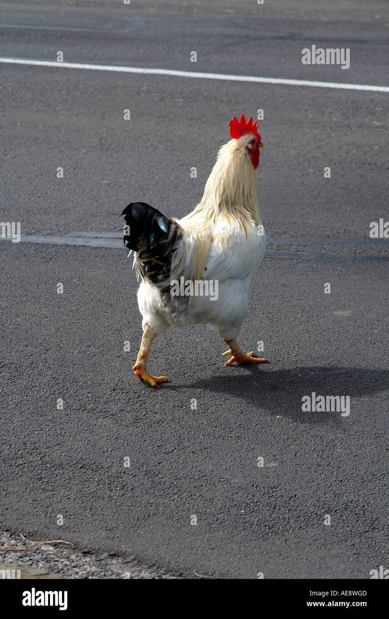 Chicken road online, chicken road